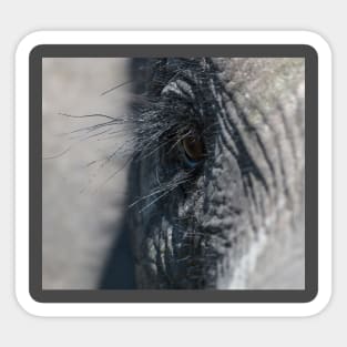 Elephant Eye Sticker